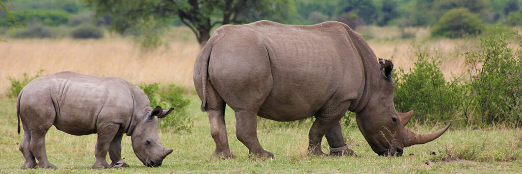 Tanzania Day Trips: Ngorongoro Crater