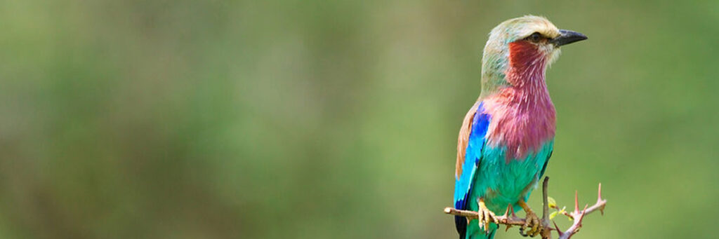 Tanzania Day Trips: Lilac-breasted roller in Tarangire National Park