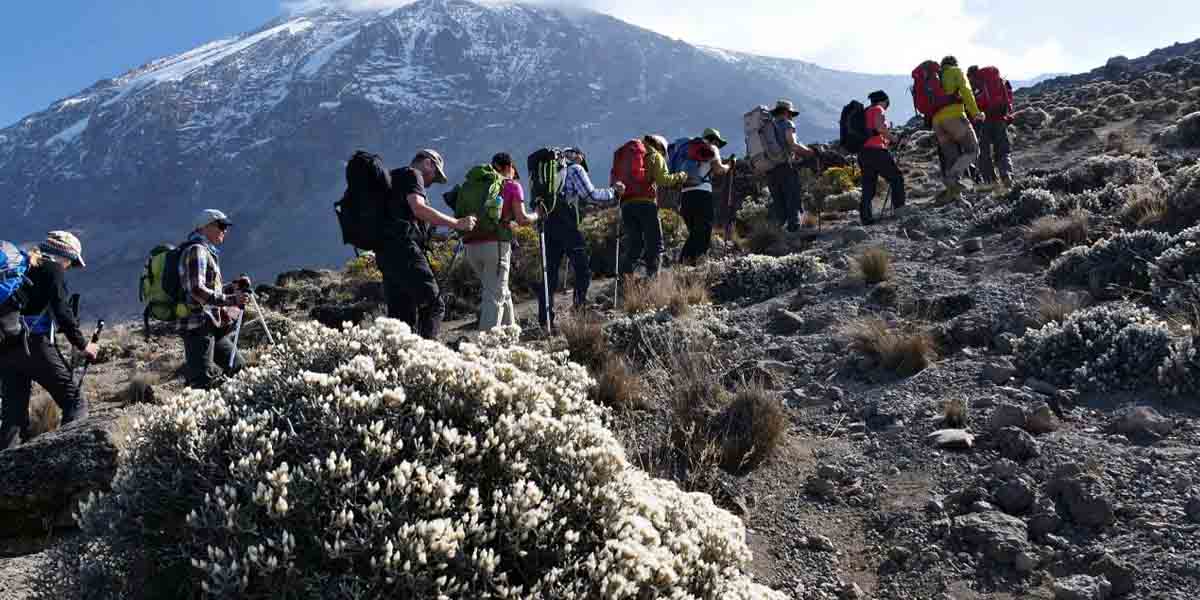 Chiefs Tours – Tanzania Safaris and Trekking