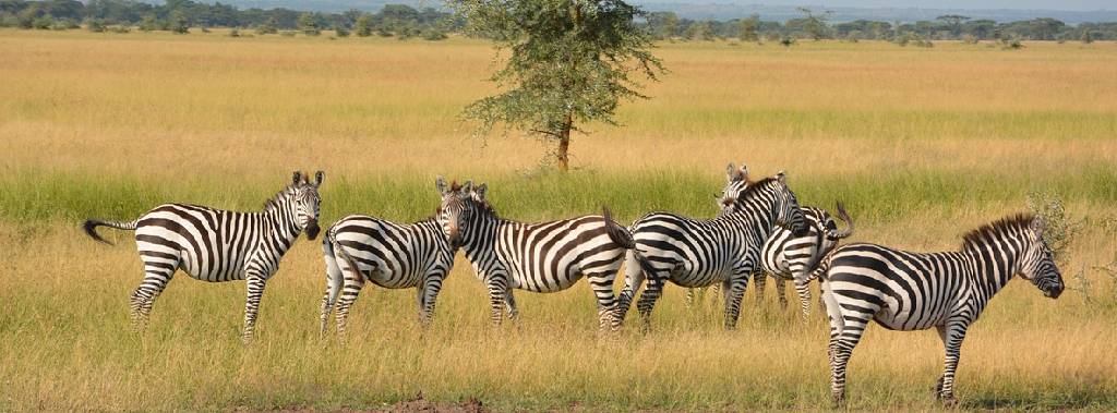 How Many Days Do You Need for a Tanzania Safari? A Practical Guide